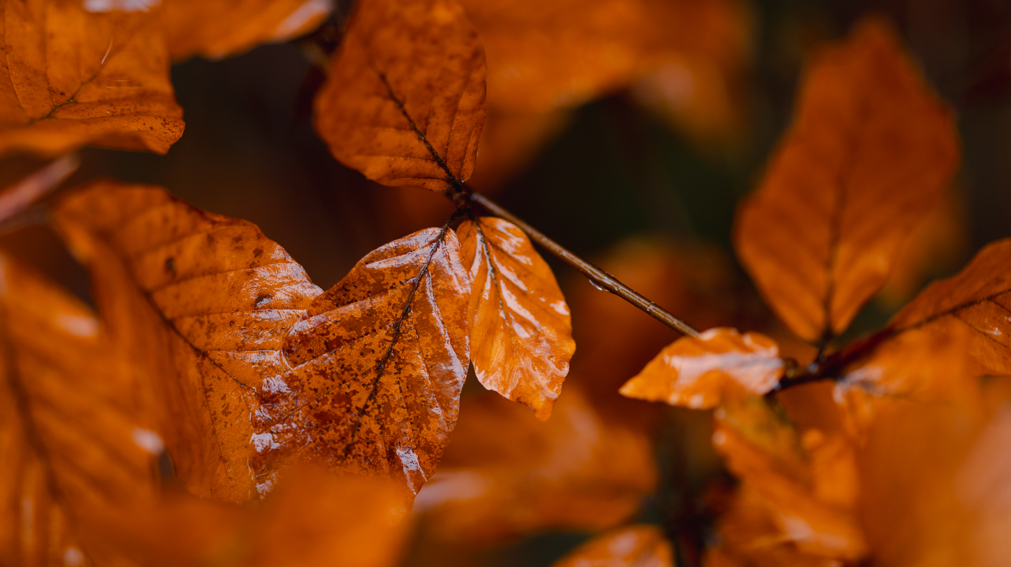 Week 2 – One color | 2026 Photo Challenge