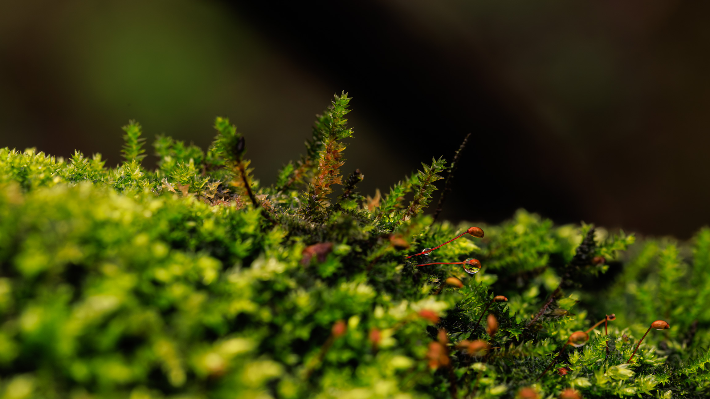Week 6: Exploring Tiny Worlds — Macro Photography at Shipley Park